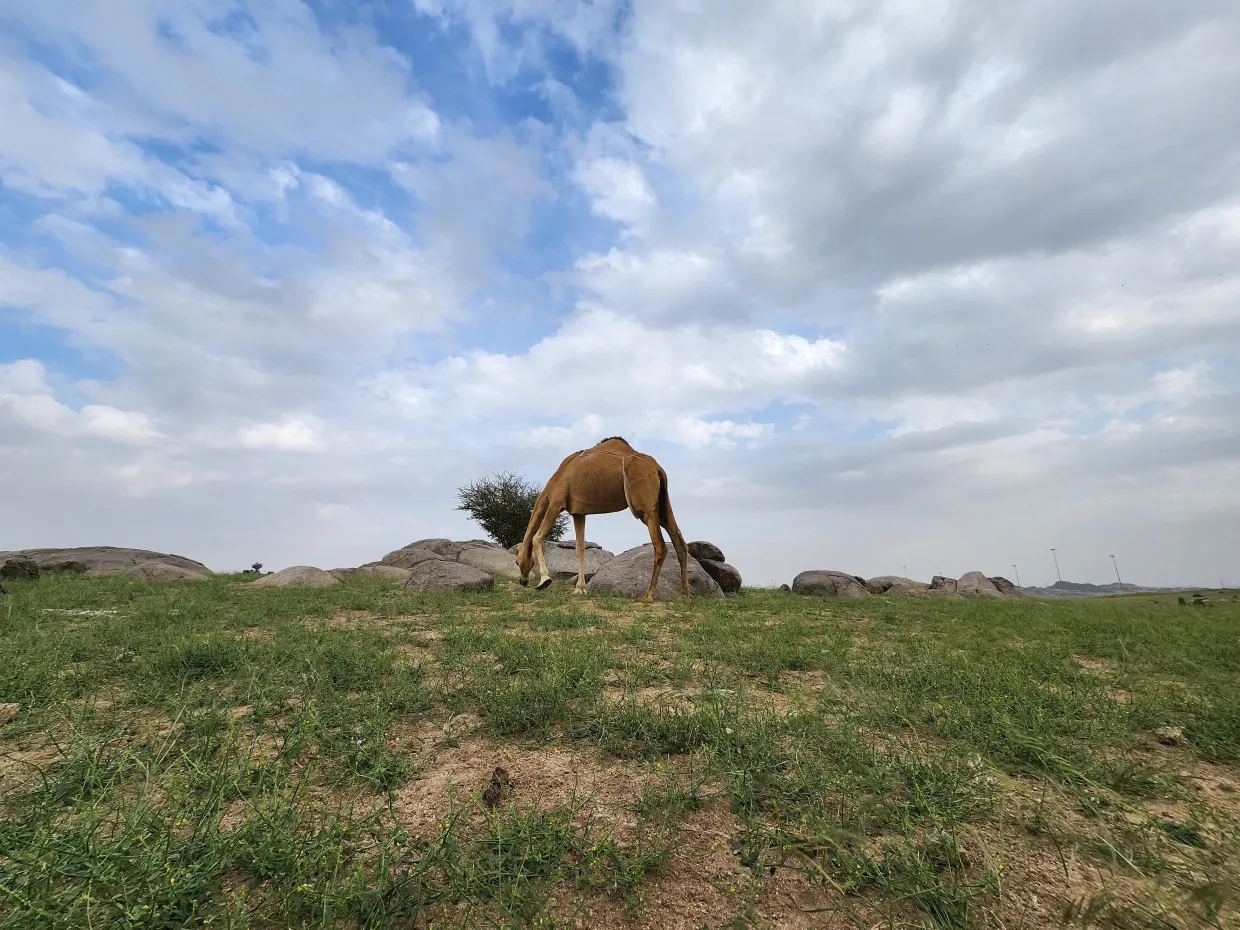 Un oasis verde emerge en el desierto Saudita después de fuertes lluvias. Mira aquí , efecto del vórtice polar invertido?
