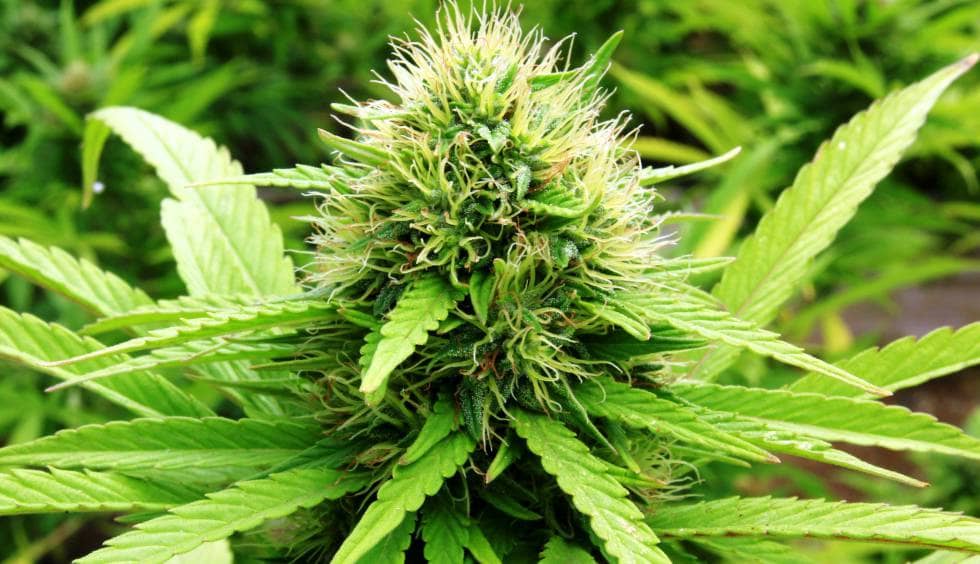 Cannabis, posible tratamiento para el Párkinson