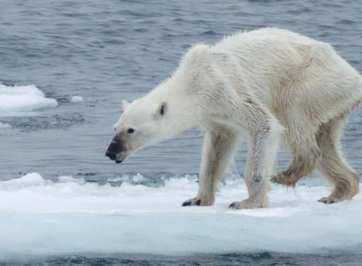 La capa más resistente de hielo del Polo Norte ha comenzado a sufrir proceso de deshielo