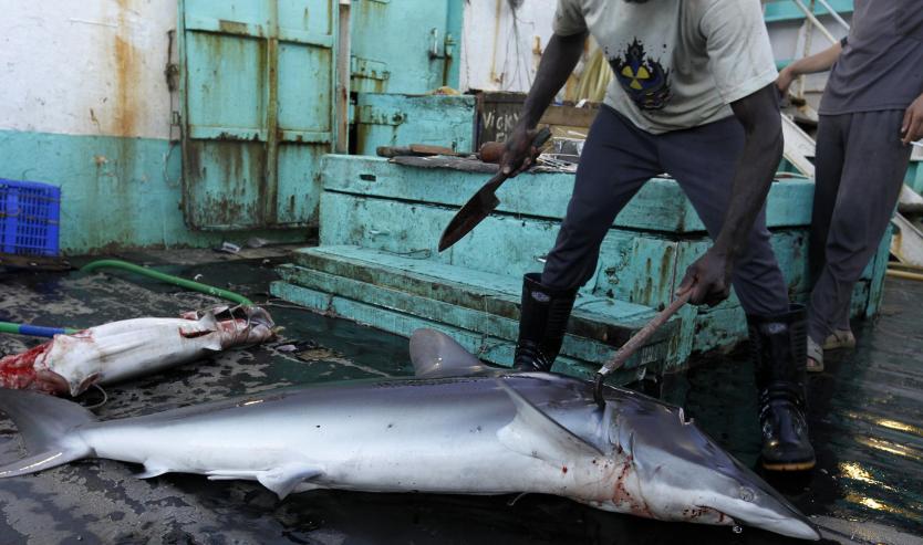 Minagricultura apoya la Caza de Tiburones en Colombia