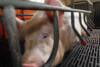 Prohibido criar animales en jaulas: Parlamento Europeo