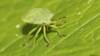 Francia: Insectos reemplazan a pesticidas para proteger cultivos