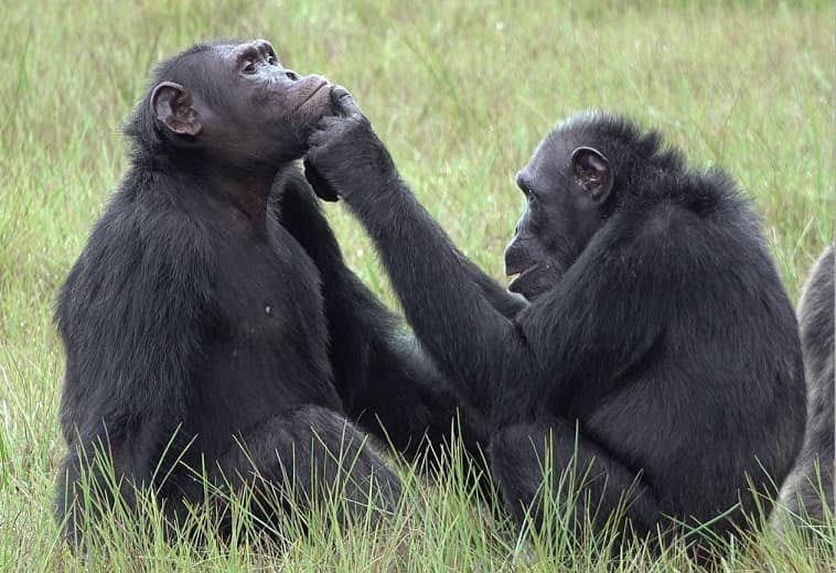 Los chimpancés también evolucionan, están usando insectos como medicina para tratar las heridas