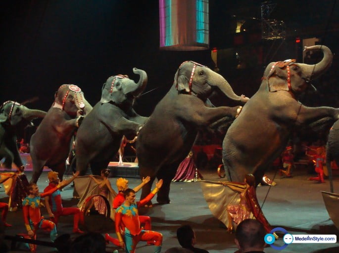 Elefantes del Circo de los Gasca van rumbo a Nápoles