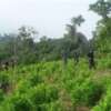 ¿Dónde están los cultivos de coca en Colombia?