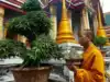 Tailandia quiere prohibir el consumo recreativo de cannabis, 18 meses después de una despenalización histórica