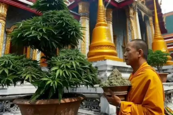 Tailandia quiere prohibir el consumo recreativo de cannabis, 18 meses después de una despenalización histórica