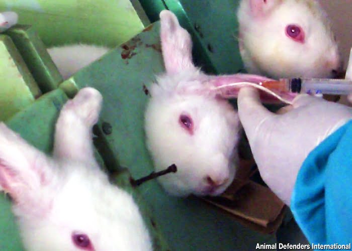 Animales ya no servirán más para probar cosméticos en Colombia
