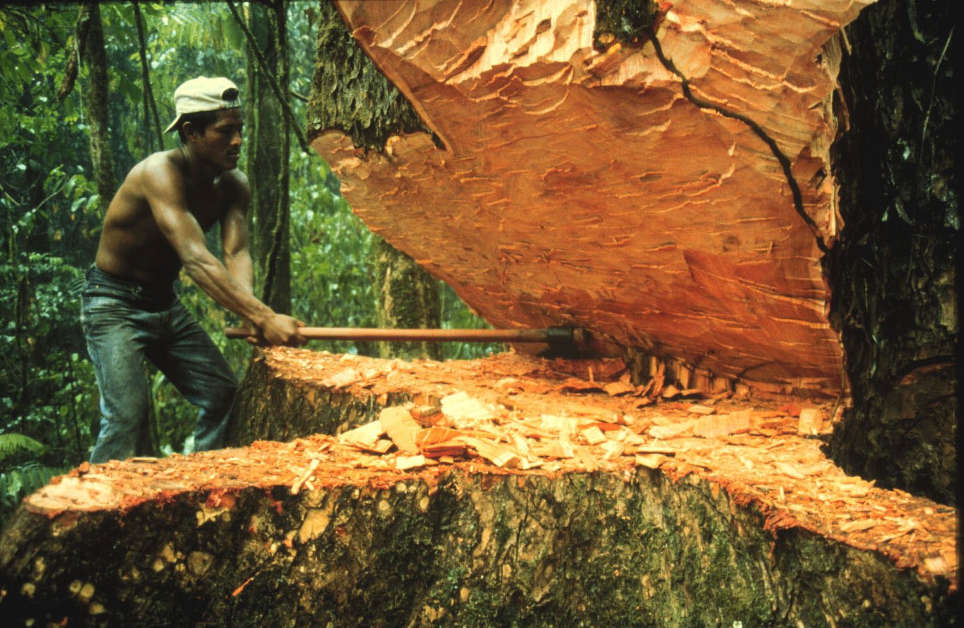 La deforestación ahora arrasa con el Pacífico colombiano