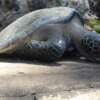 El cambio climático está contribuyendo a la muerte masiva de tortugas marinas.