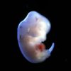 Japón aprueba los primeros experimentos de embriones humano-animales