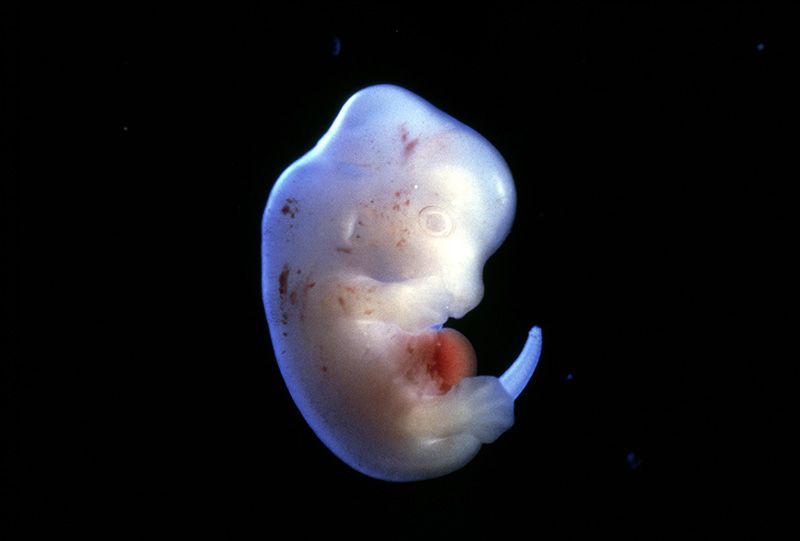 Japón aprueba los primeros experimentos de embriones humano-animales