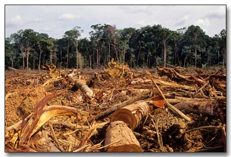 Vendieron una parte del Chocó ¡¡¡ Empiezan a tumbar árboles para exportar a China