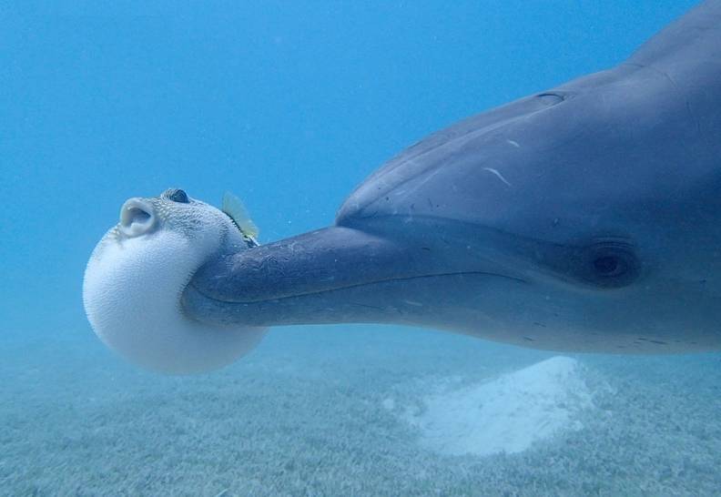 Sobre cómo los delfines también se drogan