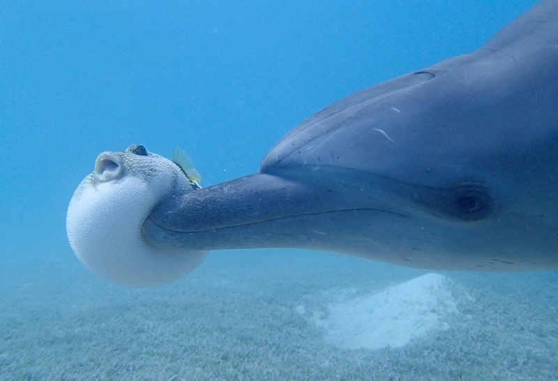Sobre cómo los delfines también se drogan