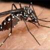 Insectos transgénicos para controlar plagas