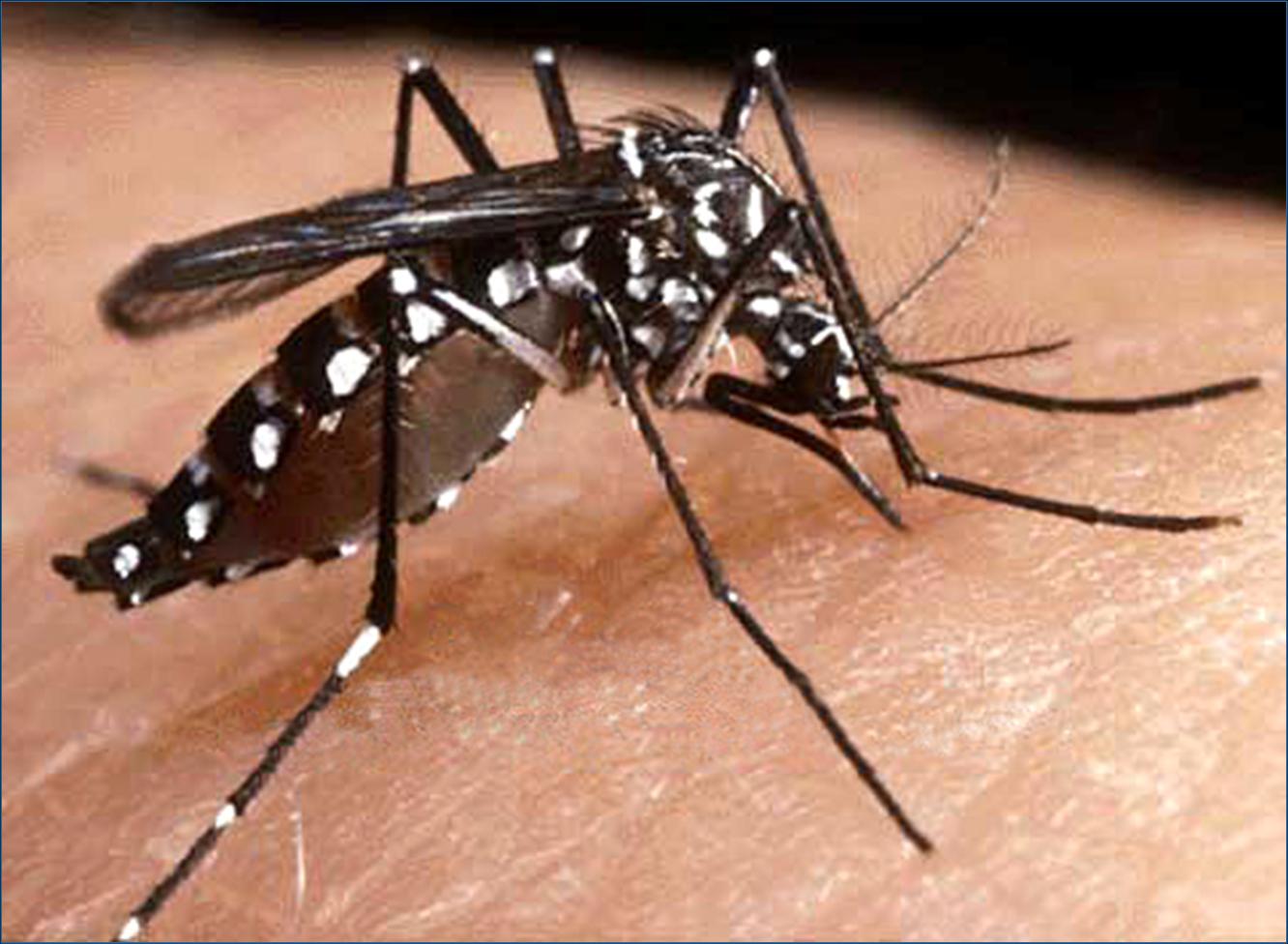 Insectos transgénicos para controlar plagas