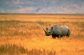 Rinoceronte Negro: EXTINTO! Comenzamos la cuenta regresiva.