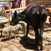 Kenia: Una Vaca se se vuelve carnívora y empieza a comer Ovejas