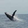 Presentan plan para proteger a las ballenas que viven cerca del Canal de Panamá