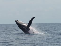 Presentan plan para proteger a las ballenas que viven cerca del Canal de Panamá
