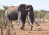 Elefantes africanos también en peligro de extinción