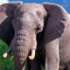 Circos y zoológicos ya no pueden comprar elefantes africanos