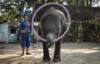 Así esclavizan Elefantes en Tailandia solo para atraer turismo
