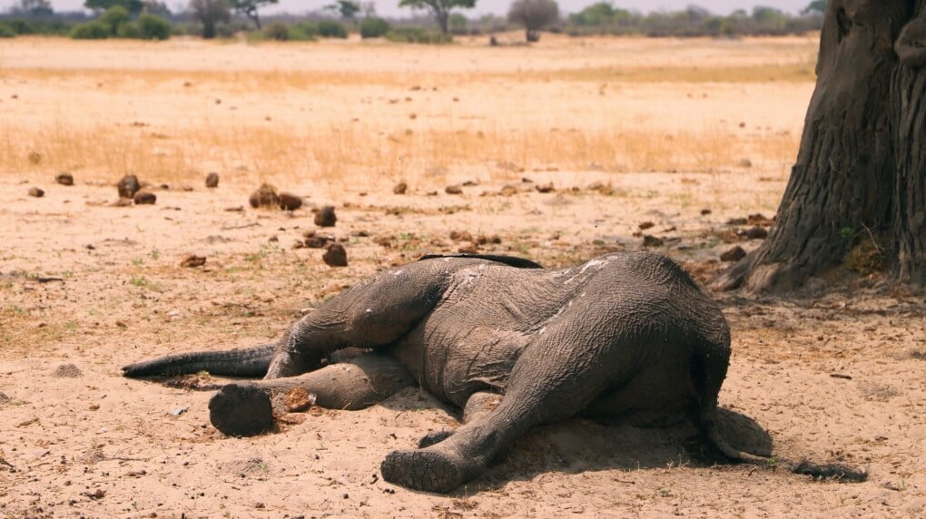 Desastre de conservación: Muerte masiva de elefantes en África