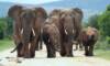 Investigación muestra cómo los elefantes podrían salvarse de la extinción gracias a su orina