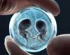 Crean embriones humanos sintéticos con células madre sin óvulos ni esperma