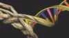 El ADN y su relación con el origen de las alucinaciones