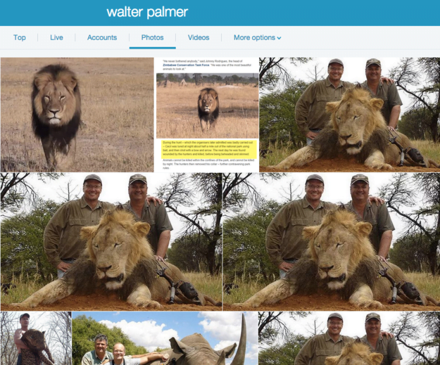 Cecil: El Leon mas grande de Zimbaue es asesinado por Walter Palmer dentista.