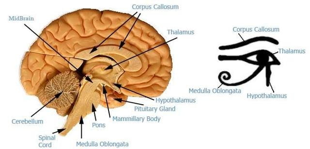 eye_of_horus_thalamus_brain