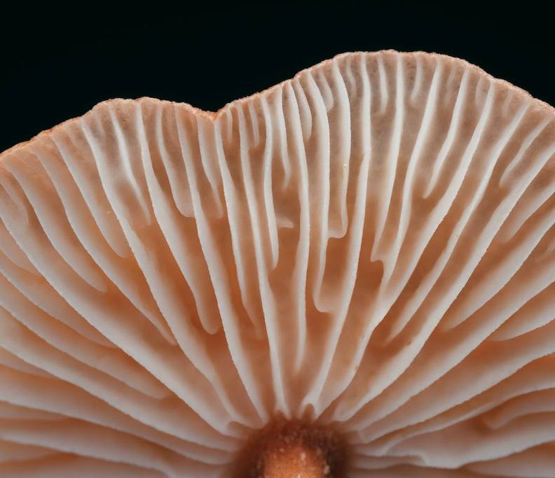 Los hongos podrían "hablar" entre sí hasta 50 palabras
