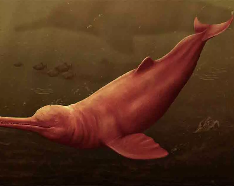 Delfín gigante prehistórico descubierto en el Amazonas