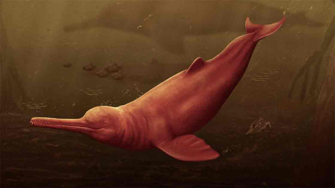 Delfín gigante prehistórico descubierto en el Amazonas