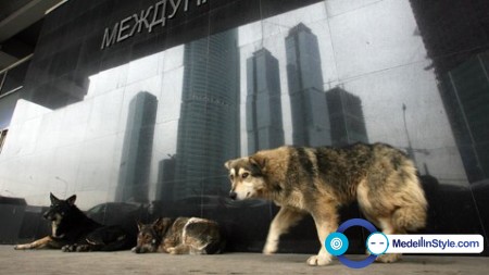 gty_moscow_stray_dogs_nt_130125_wblog