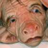 Fue creado un hibrido entre humanos y cerdos para cultivar órganos ¡Futuros artificiales!