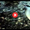 Video: Hiele - Elephant Seals