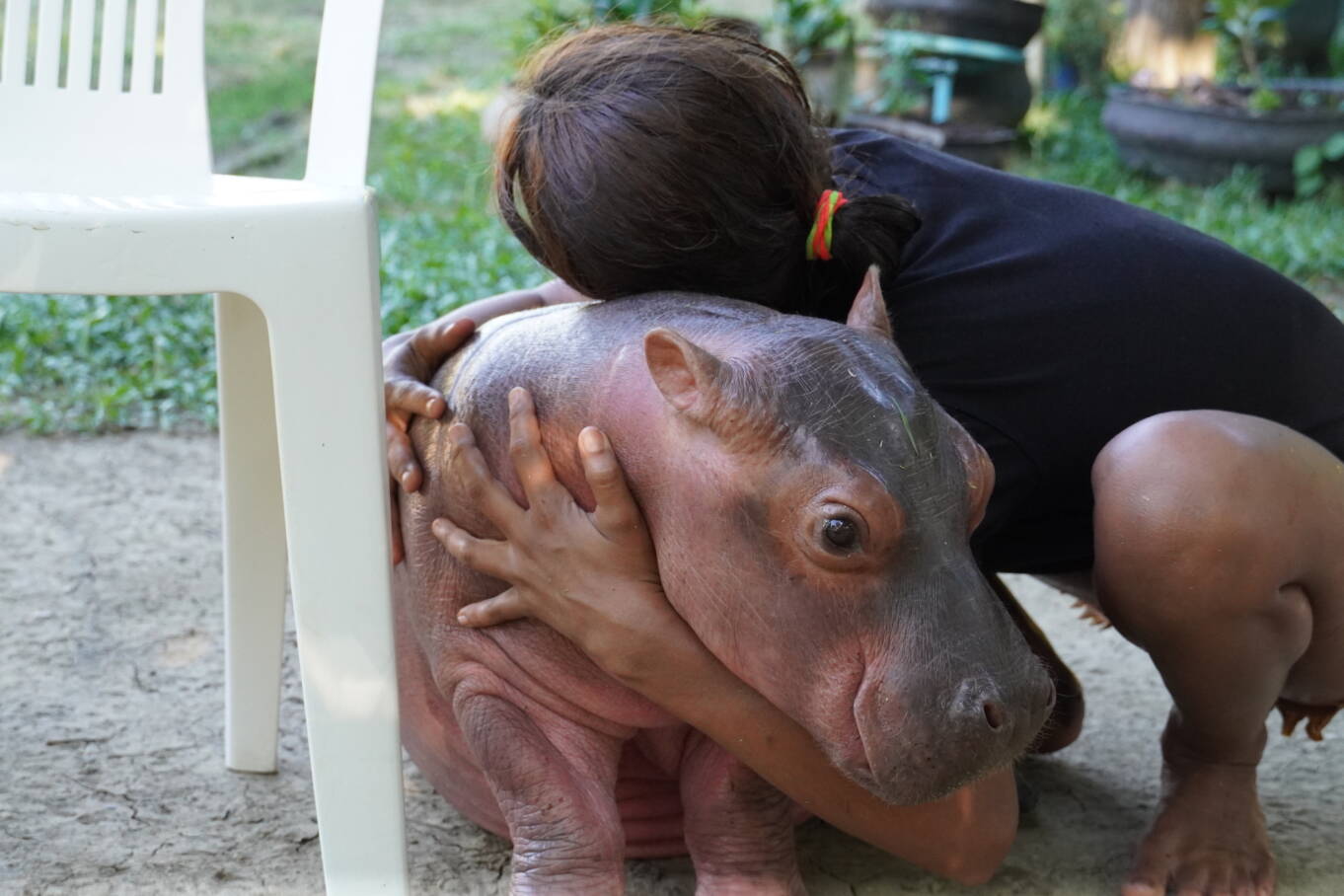 En Antioquia tienen un Hipopótamo como mascota