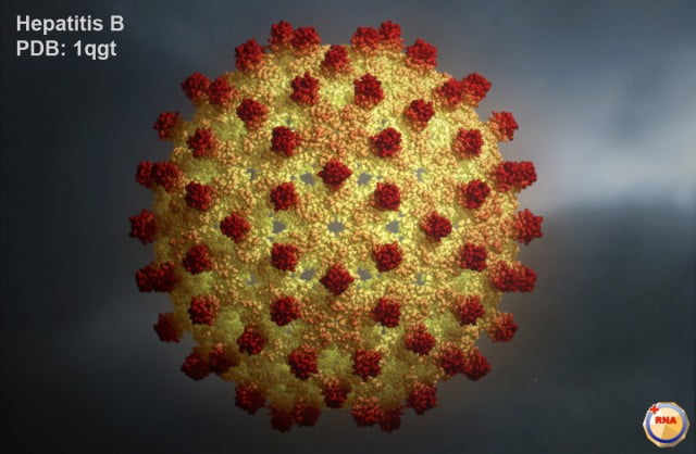 Adeno-Associated virus (AAV) capsid (3D data 2qa0 from http://www.rcsb.org). The single stranded DNA genome inside the capsid is not visible here.  The virus is a small, replication-defective, nonenveloped virus. AAV infects humans and some other primates.AAV is not currently known to cause any disease and this lack of pathogenicity has attracted considerable interest from gene therapy researchers together with a other features: AAV can infect non-dividing cells and can stably integrate into human chromosome 19 at a specific site which makes this virus more predictable and a better choice than retroviruses for gene therapy since retroviruses present the threat of random insertion and mutagenesis, which can be followed by cancer. However, removal of the "rep" and "cap" portions of the AAV genome helped create AAV vectors for gene therapy that lack integrative capacity. Selected genes for gene therapy can be inserted in to the AAV vector between the inverted terminal repeats (ITR). AAV DNA is lost through cell division, since the episomal DNA is not replicated along with the host cell DNA. Clinical trials: AAV vectors have been used  for treatment of cystic fibrosis and hemophilia B, Parkinson's disease, muscular dystrophy, Arthritis and Alzheimer's disease. The capsid contains 60 proteins. View is along the 2-fold icosahedral symmetry axis. Individual, small spheres are atoms making up the proteins. Hydrogen atoms are not shown.