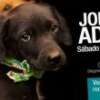 Este Sábado y Domingo Jornada de Adopción de perros y gatos (sector Puerta del Norte - Bello)