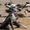 Mueren miles de pelicanos en cienaga magdalena por peces contaminados con el carbón de la Drummond