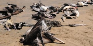 Mueren miles de pelicanos en cienaga magdalena por peces contaminados con el carbón de la Drummond