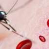Se confirmó primer caso de Chikungunya en Colombia