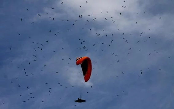 Aves migratorias vuelan en Medellín