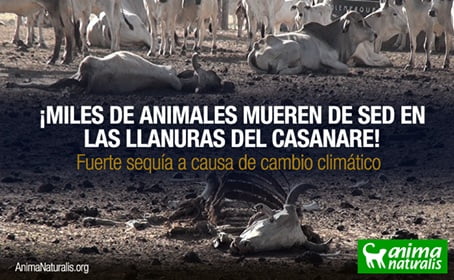20 mil animales muertos en Casanare, Colombia: Sed del desarrollo