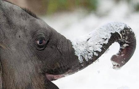 Rusia: El VODKA Salvaa 2 elefantes de un circo a punto de congelarse