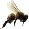 30.000 abejas atacan a una mujer en Texas y matan 2 caballos